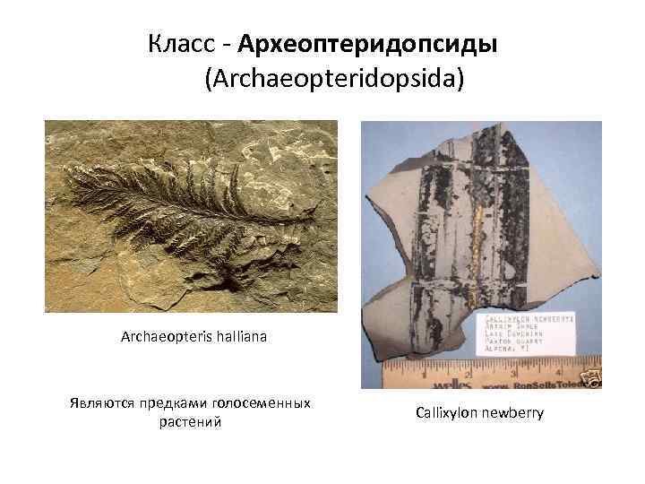 Класс - Археоптеридопсиды (Archaeopteridopsida) Archaeopteris halliana Являются предками голосеменных растений Callixylon newberry 