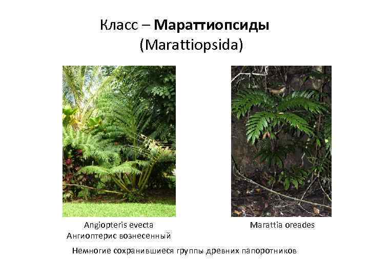 Класс – Мараттиопсиды (Marattiopsida) Angiopteris evecta Ангиоптерис вознесенный Marattia oreades Немногие сохранившиеся группы древних