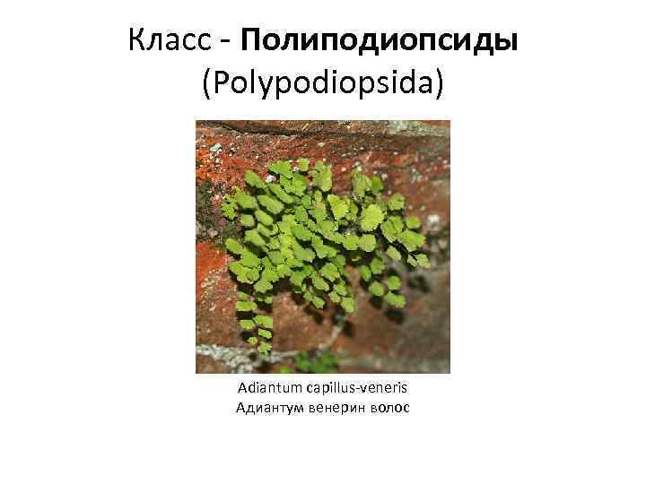 Класс - Полиподиопсиды (Polypodiopsida) Adiantum capillus-veneris Адиантум венерин волос 