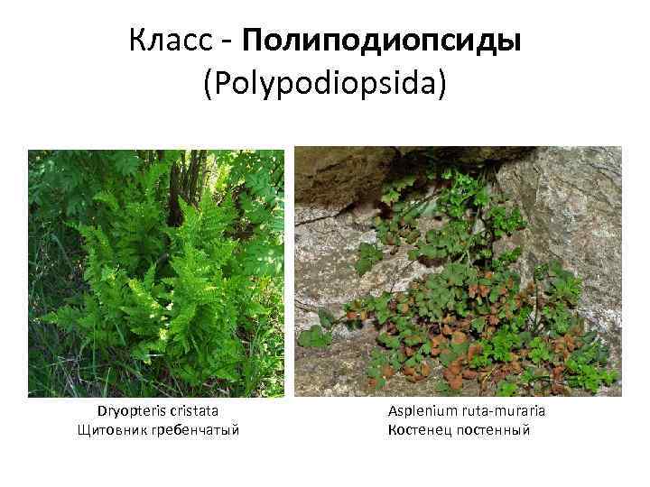 Класс - Полиподиопсиды (Polypodiopsida) Dryopteris cristata Щитовник гребенчатый Asplenium ruta-muraria Костенец постенный 