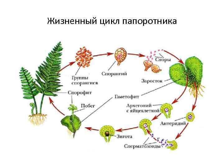 Гаметофит папоротника картинка