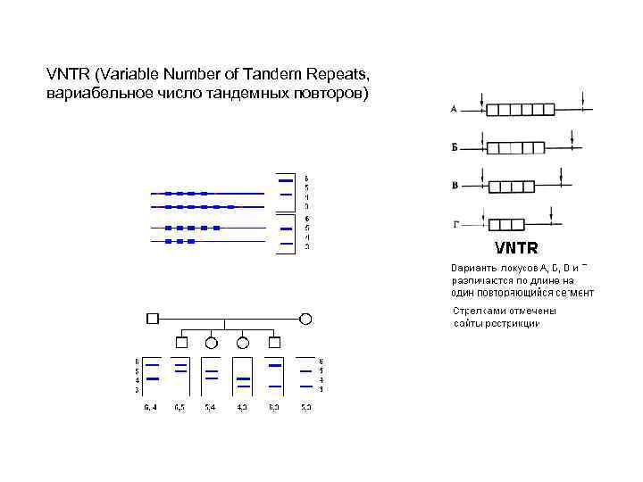 VNTR (Variable Number of Tandem Repeats, вариабельное число тандемных повторов) 