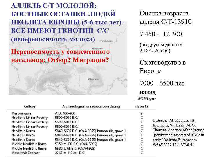 АЛЛЕЛЬ С/Т МОЛОДОЙ: КОСТНЫЕ ОСТАНКИ ЛЮДЕЙ НЕОЛИТА ЕВРОПЫ (5 -6 тыс лет) ВСЕ ИМЕЮТ
