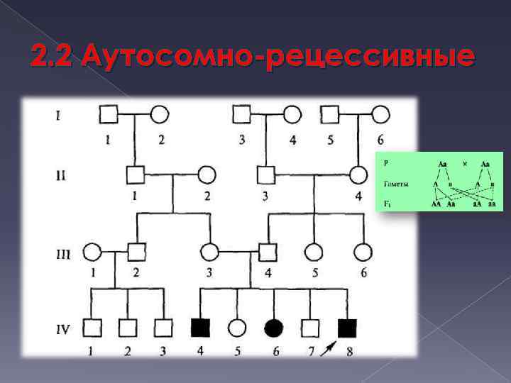 2. 2 Аутосомно-рецессивные 