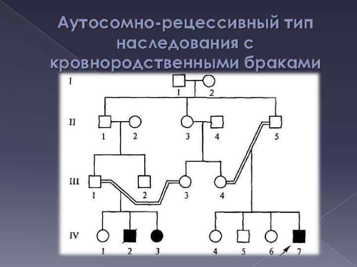 Аутосомно-рецессивный тип наследования с кровнородственными браками 