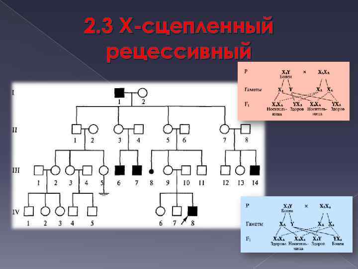 2. 3 X-сцепленный рецессивный 
