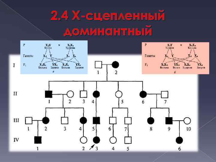 2. 4 X-сцепленный доминантный 