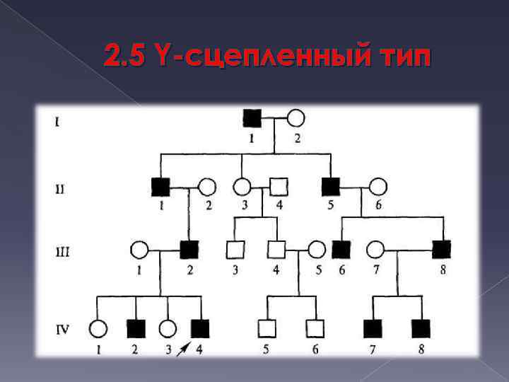 2. 5 Y-сцепленный тип 