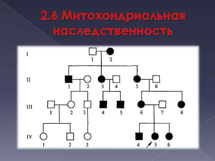 2. 6 Митохондриальная наследственность 