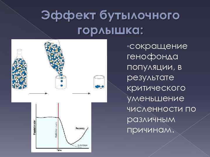 Эффект бутылочного горлышка: • сокращение генофонда популяции, в результате критического уменьшение численности по различным