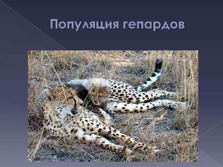 Популяция гепардов 