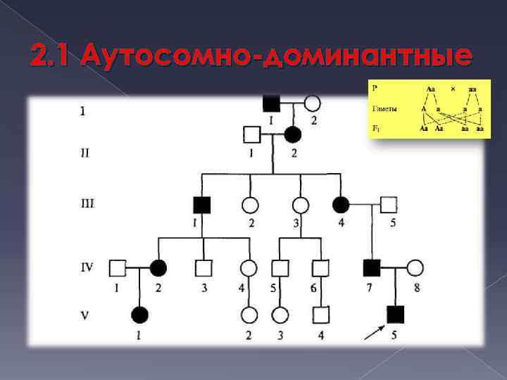 2. 1 Аутосомно-доминантные 
