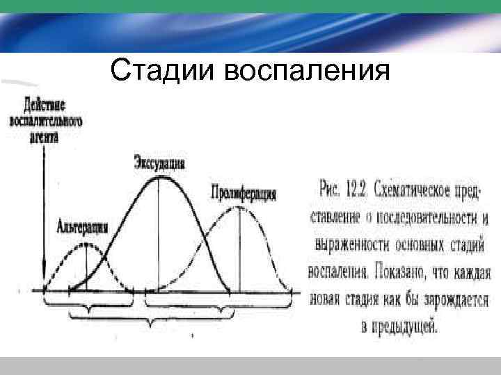 Стадии фазы воспаления