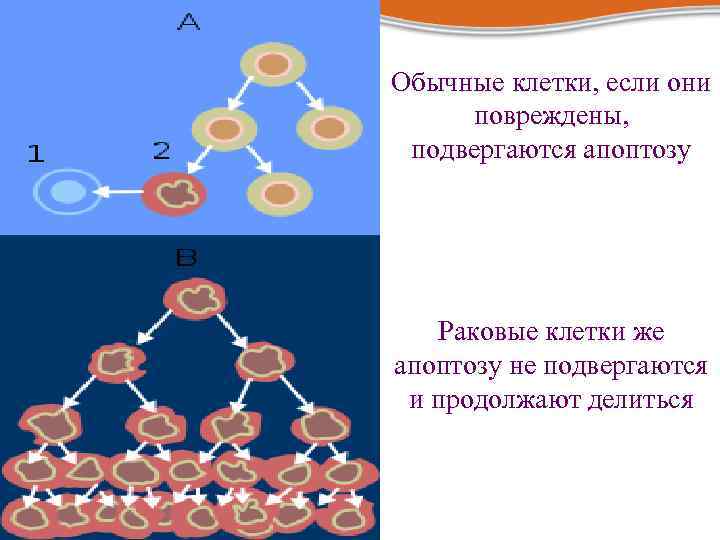 Обычные клетки, если они повреждены, подвергаются апоптозу Раковые клетки же апоптозу не подвергаются и
