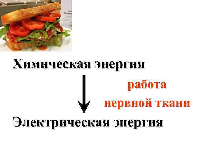 Химическая энергия работа нервной ткани Электрическая энергия 