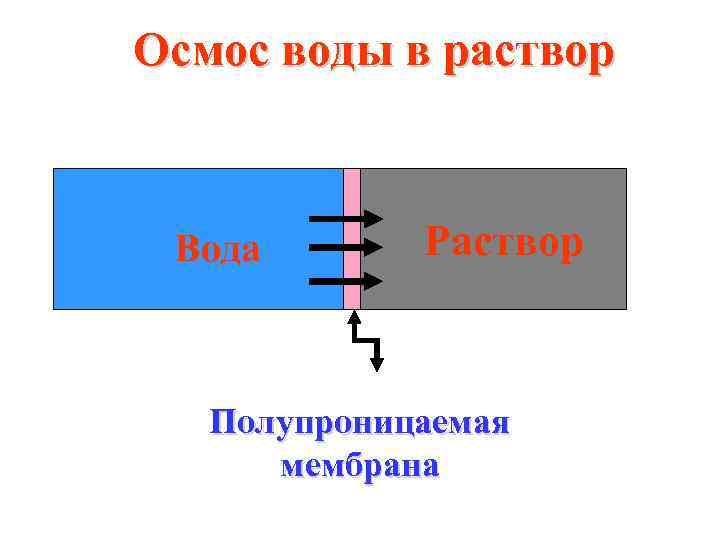 Осмос воды в раствор Вода Раствор Полупроницаемая мембрана 