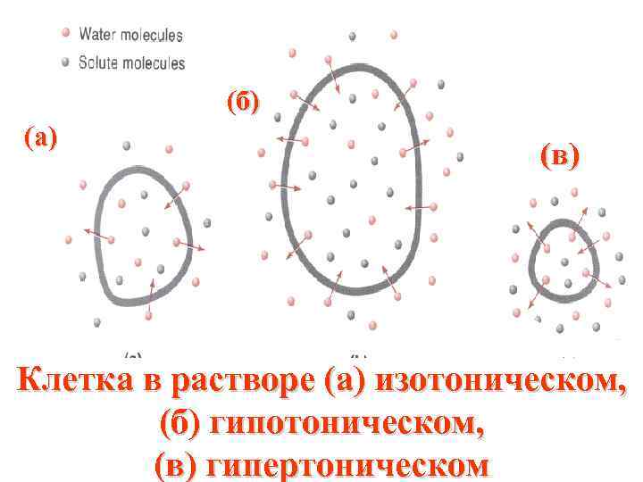 (б) (а) (в) Клетка в растворе (a) изотоническом, (б) гипотоническом, (в) гипертоническом 