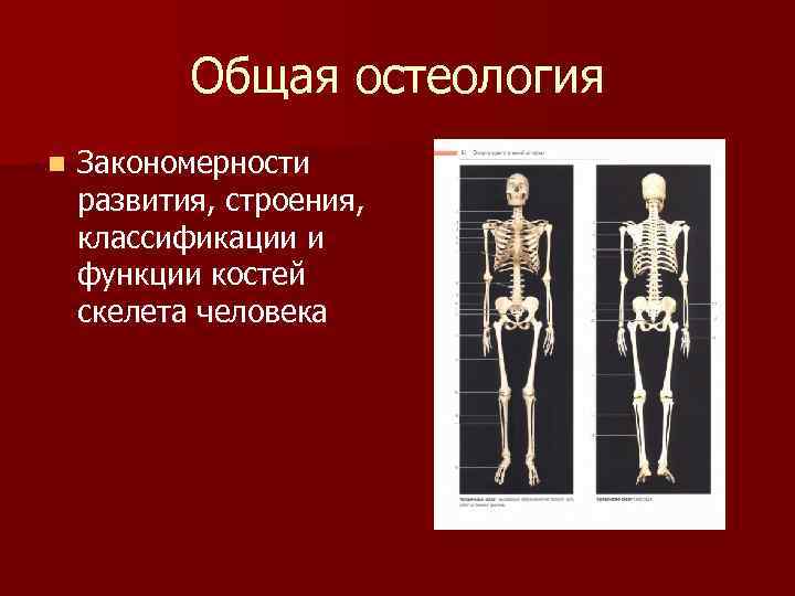 Остеология. Остеология анатомия человека. Остеология кости туловища. Строение и классификация костей. Закономерности развития скелета человека.