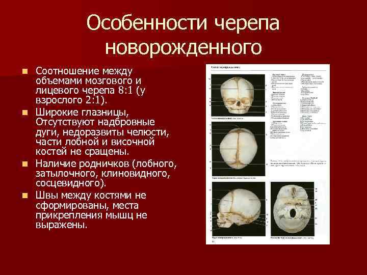 Мозговой череп новорожденного. Соотношение лицевого и мозгового черепа у новорожденного. Признаки черепа новорожденного. Особенности черепа новорожденных. Особенности строения черепа новорожденного.