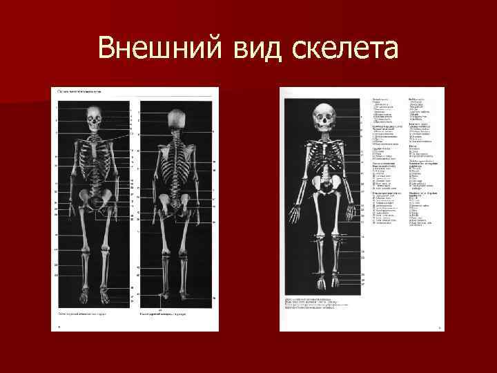 Внешний вид скелета 