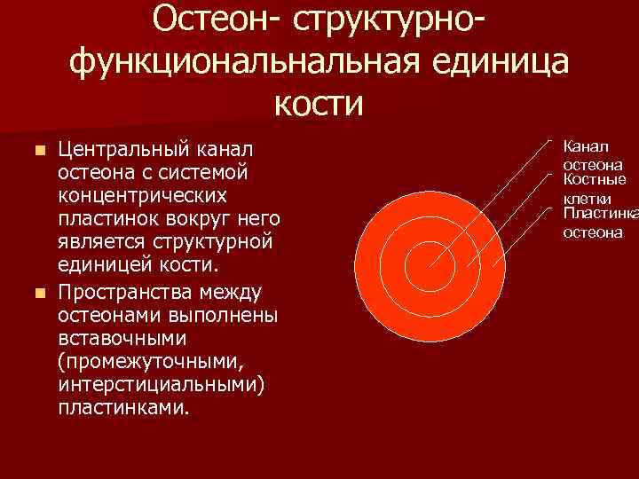 Остеон- структурнофункциональная единица кости Центральный канал остеона с системой концентрических пластинок вокруг него является