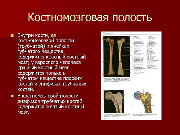Укажите функции костей. Костномозговая полость трубчатой кости. Функция костномозговой полости в трубчатой кости. Полость трубчатой кости функции. Полость ьркбчатоц еостт.