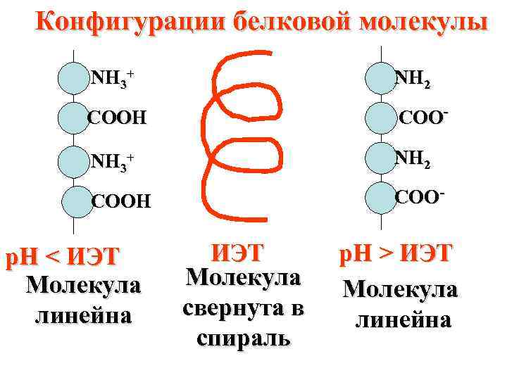 Конфигурации белковой молекулы NH 3+ NH 2 COOH COO- р. Н < ИЭТ Молекула