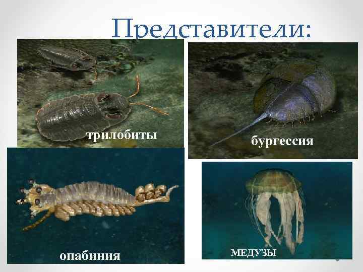 Представители: трилобиты БИЛЛИНГСЕЛЛА аномалокарис опабиния ГАЛЛЮЦИНОГЕНИЯ бургессия АРХЕОЦИАТЫ виваксия МЕДУЗЫ 