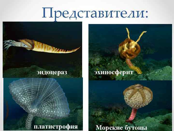 Представители: археокринус эндоцераз Брюхоногие моллюски платистрофия астраспис эхиносферит платилихас гомилозои Морские бутоны 