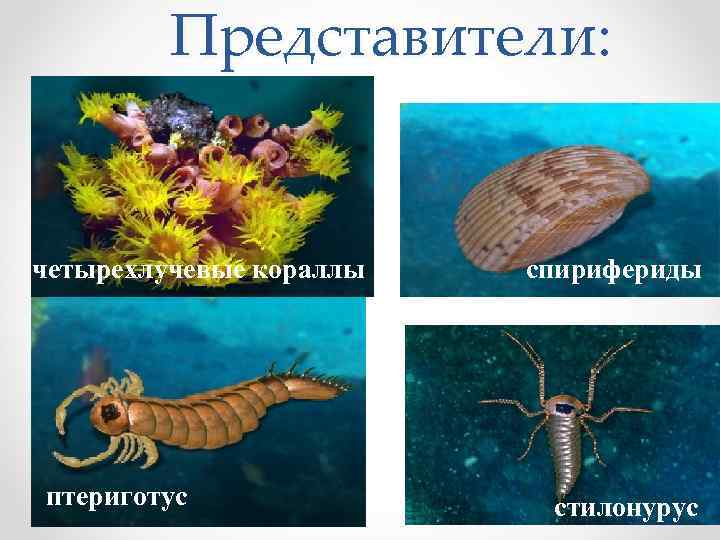 Представители: четырехлучевые кораллы птериготус спирифериды палеофонус стилонурус 