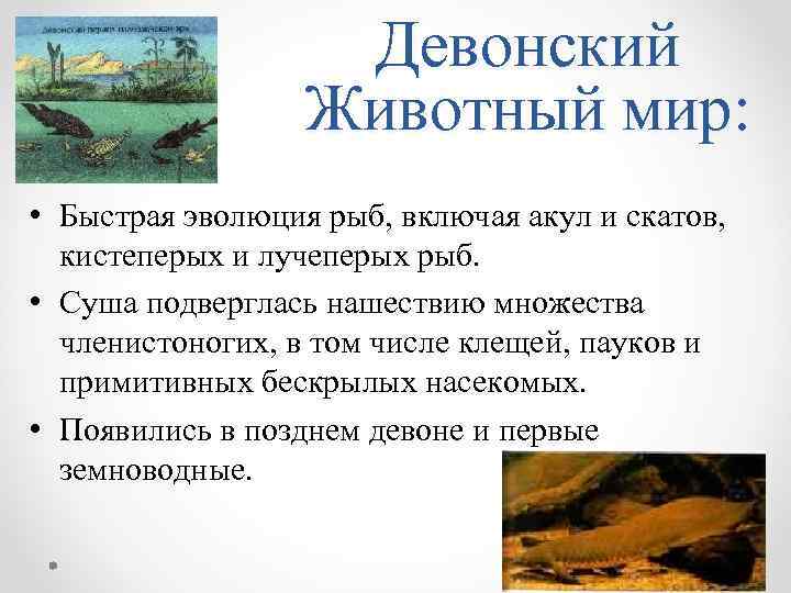 Девонский Животный мир: • Быстрая эволюция рыб, включая акул и скатов, кистеперых и лучеперых