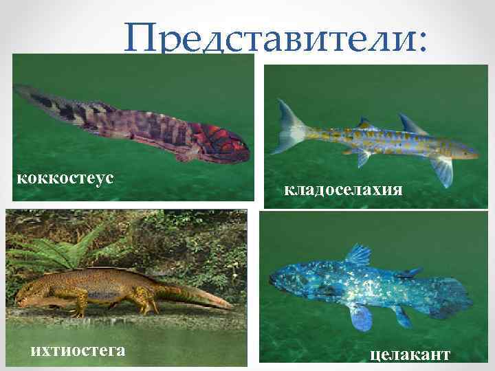 Представители: коккостеус ихтиостега кладоселахия целакант 