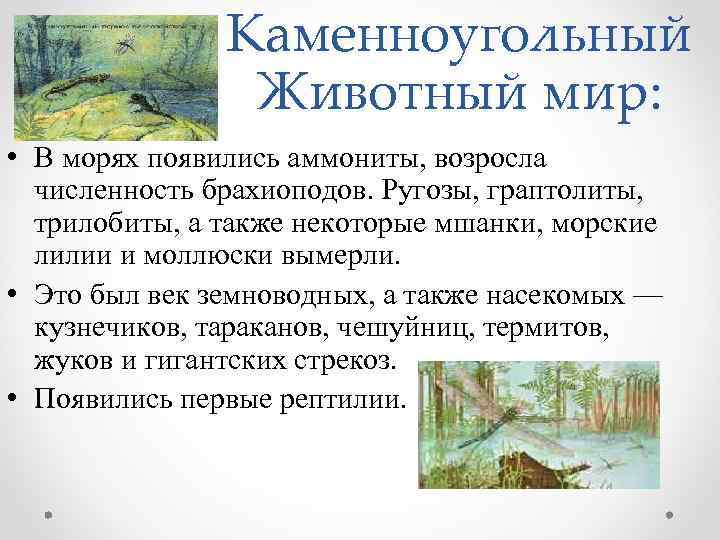 Каменноугольный Животный мир: • В морях появились аммониты, возросла численность брахиоподов. Ругозы, граптолиты, трилобиты,