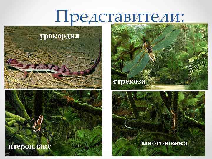 Представители: урокордил вестлотиана стрекоза птероплакс многоножка 