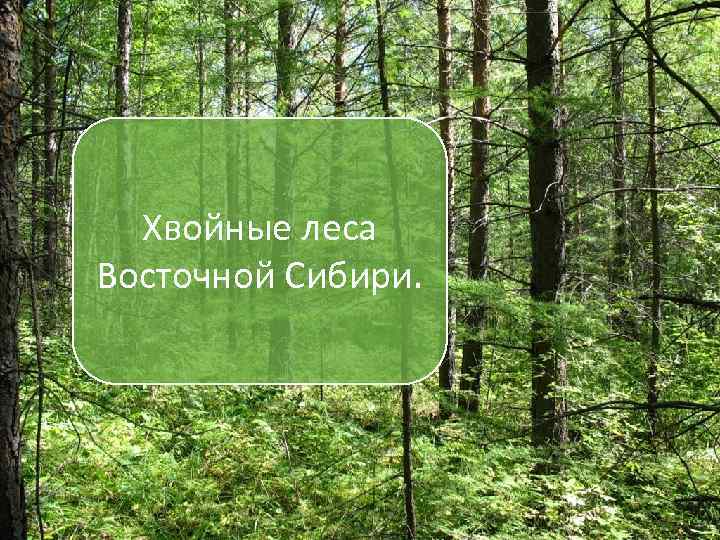 Хвойные леса Восточной Сибири. 