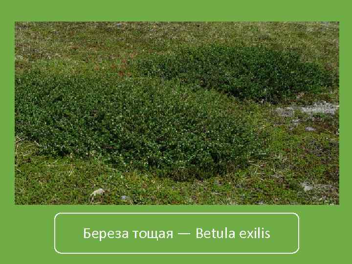 Береза тощая — Betula exilis 