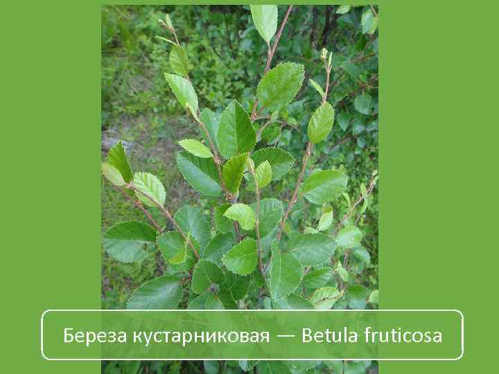 Береза кустарниковая — Betula fruticosa 