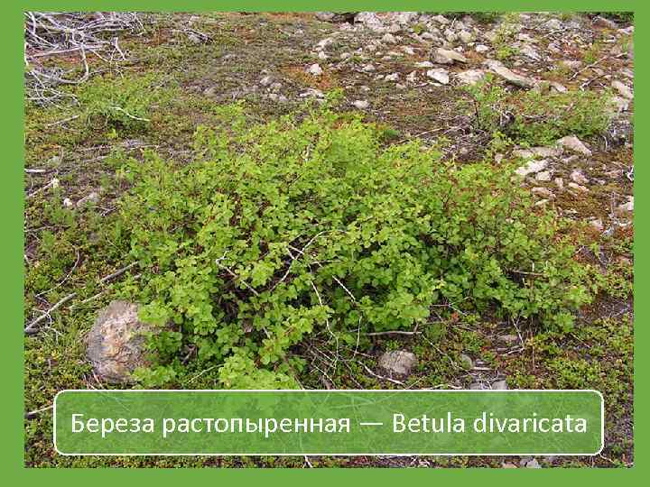 Береза растопыренная — Betula divaricata 