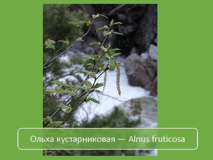 Ольха кустарниковая — Alnus fruticosa 