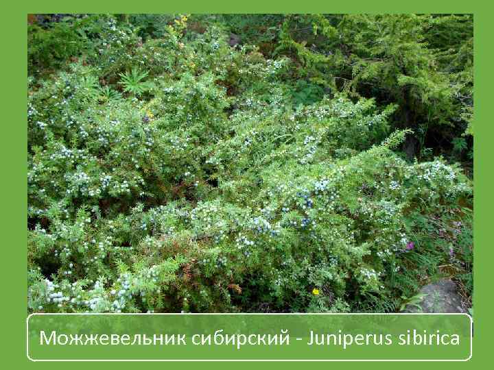 Можжевельник сибирский - Juniperus sibirica 