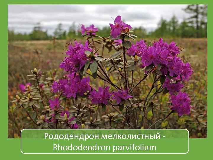 Рододендрон мелколистный Rhododendron parvifolium 