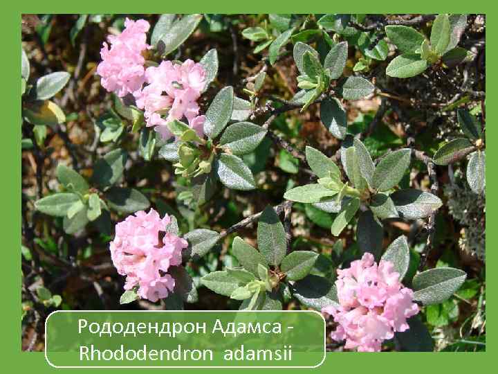 Рододендрон Адамса Rhododendron adamsii 