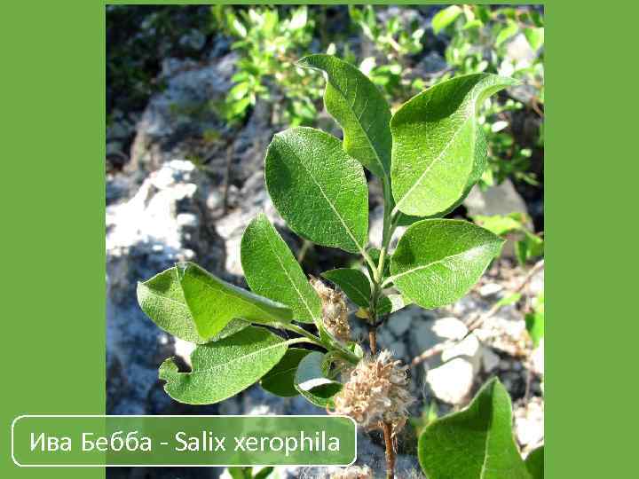 Ива Бебба - Salix xerophila 
