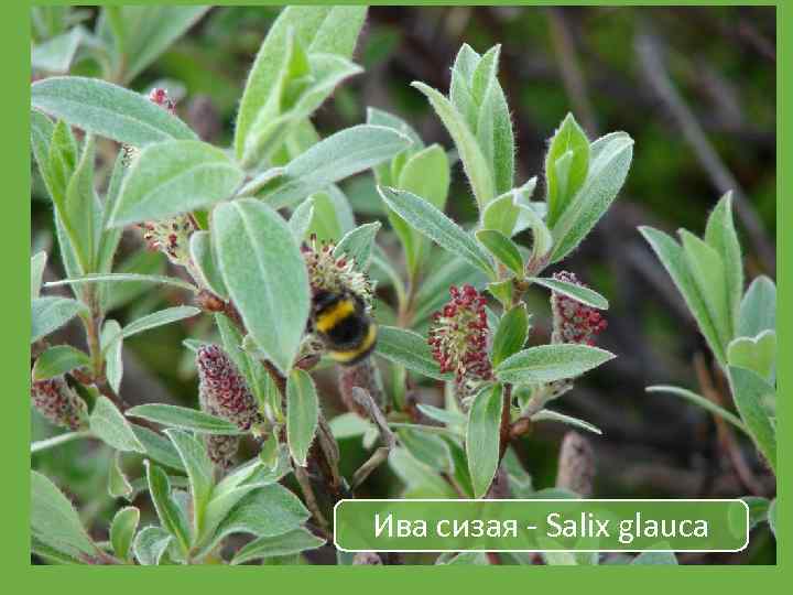 Ива сизая - Salix glauca 