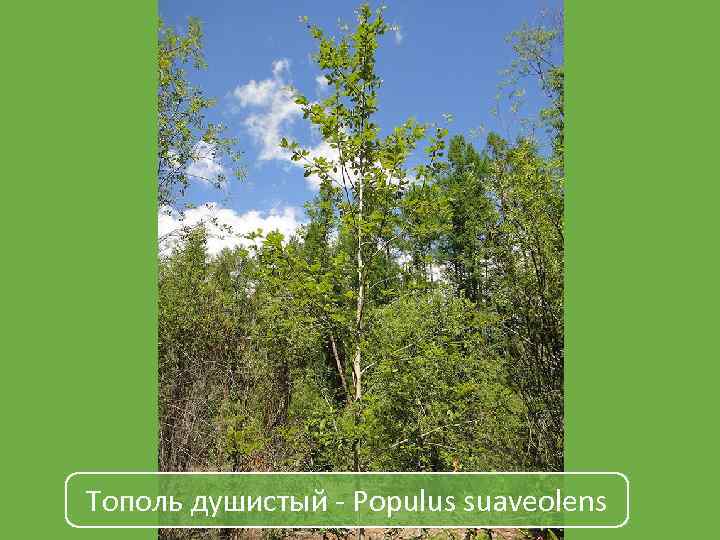 Тополь душистый - Populus suaveolens 