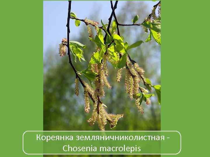 Кореянка земляничниколистная Chosenia macrolepis 