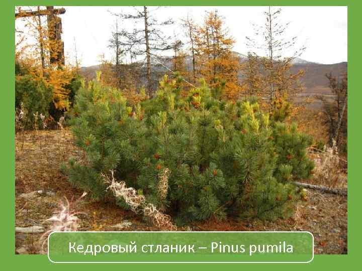 Кедровый стланик – Pinus pumila 