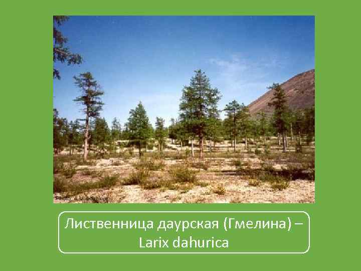Лиственница даурская (Гмелина) – Larix dahurica 