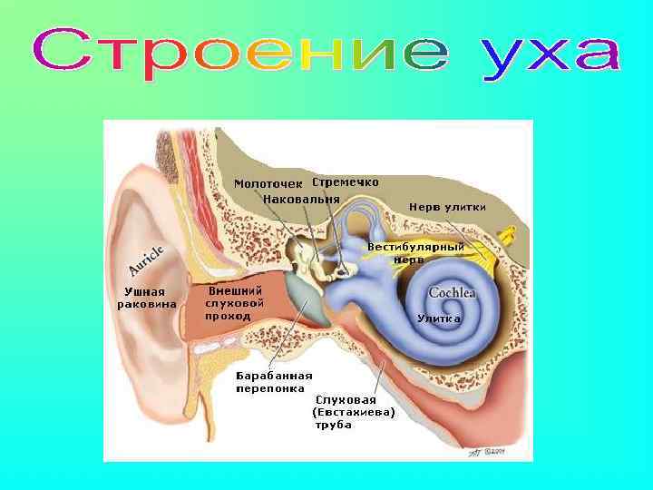 Улитка располагается в. Анатомия улитки внутреннего уха. Внутреннее ухо в разрезе. Внутреннее ухо строение улитки.