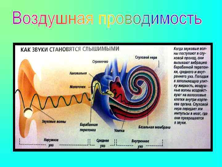 Особенности воздействия электромагнитных и звуковых волн на организм человека презентация